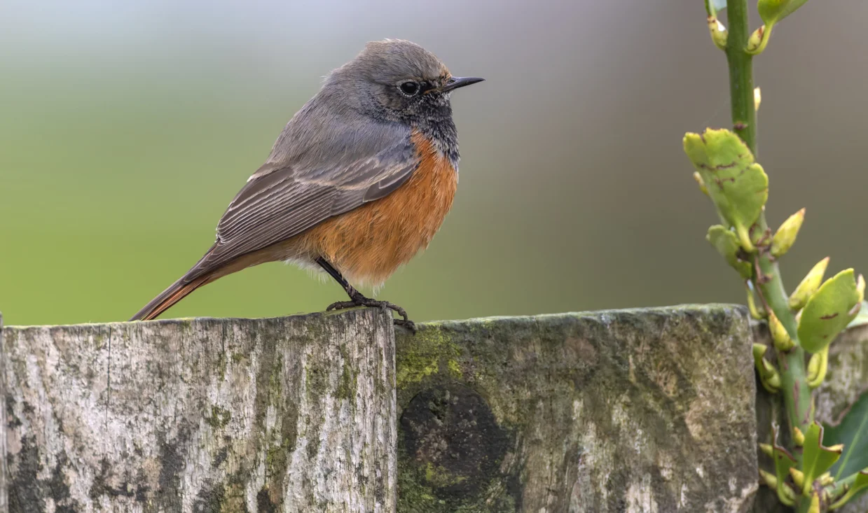 Eastern Redstart Eastern Black Redstart by Glyn Sellors - BirdGuides