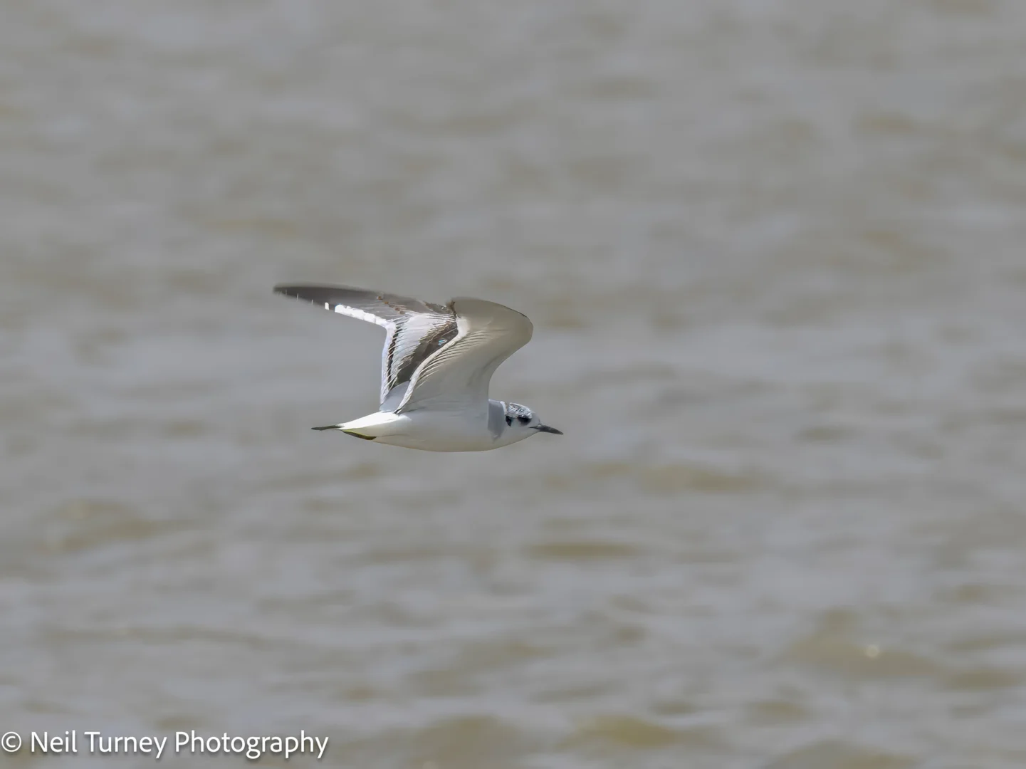 Neil Rae Gull Little Gull by Neil Turney - BirdGuides