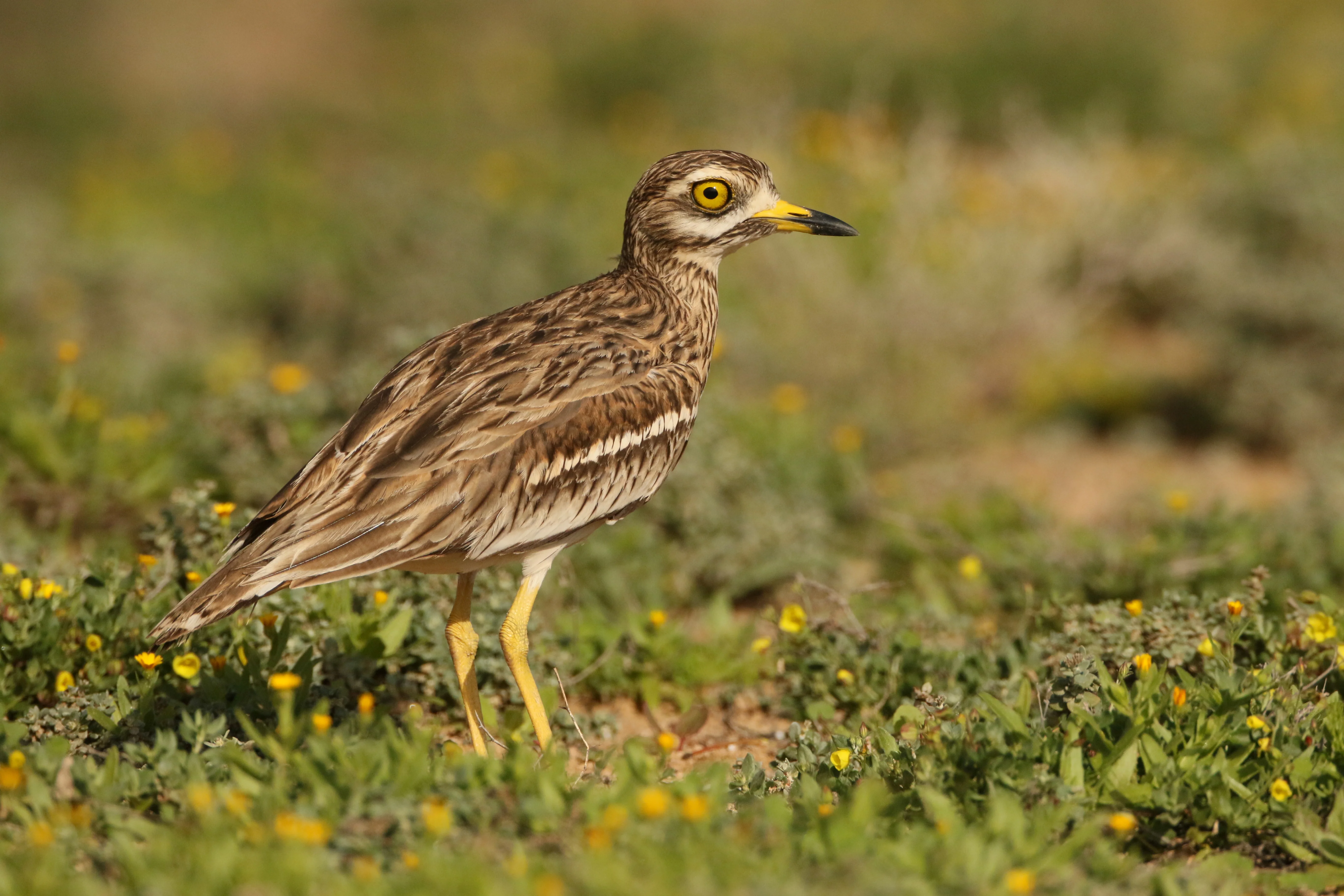 Details : Eurasian Stone-curlew - BirdGuides