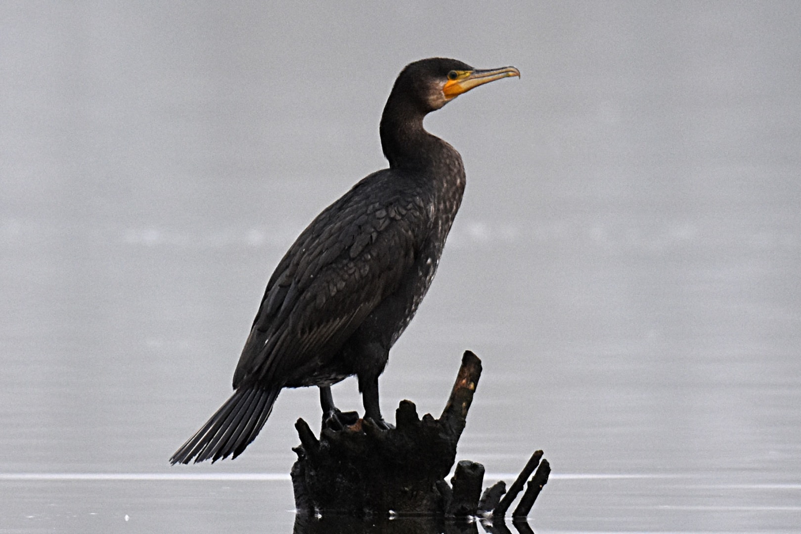 Great Cormorant by Fausto Riccioni BirdGuides