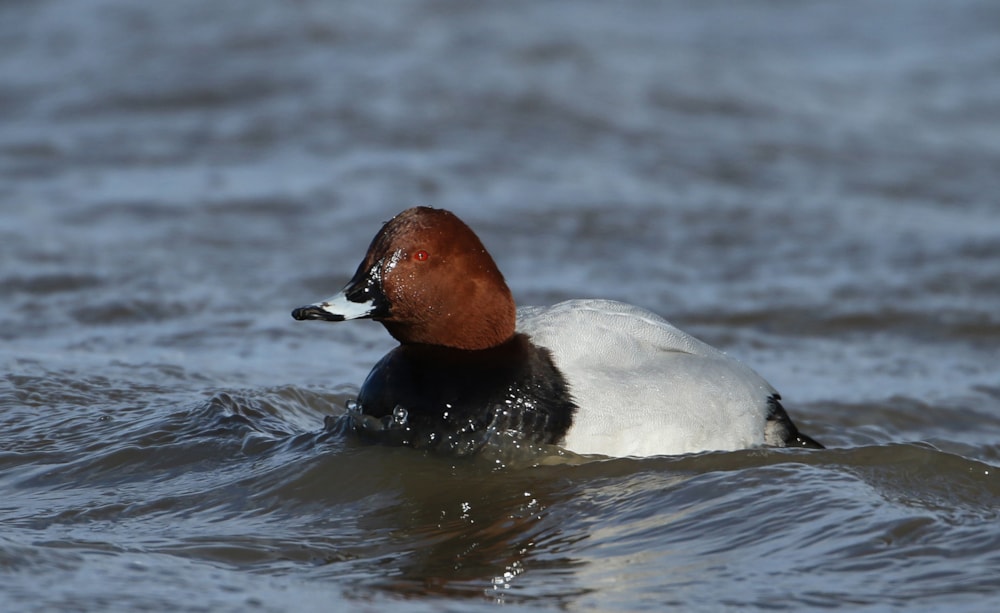 New report highlights huge impact of lead poisoning on wildlife