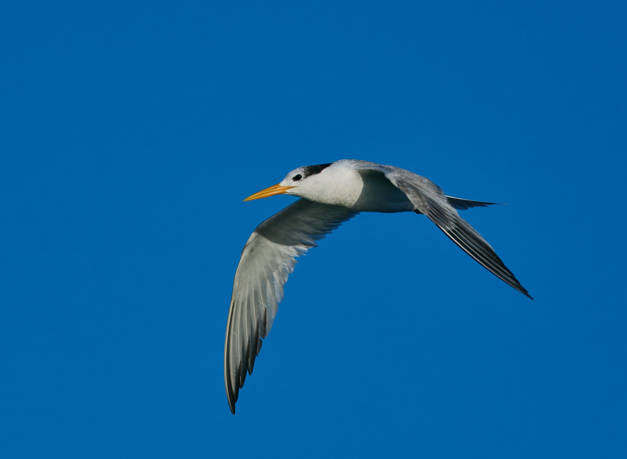 Lesser Crested Tern by Thomas Collier - BirdGuides