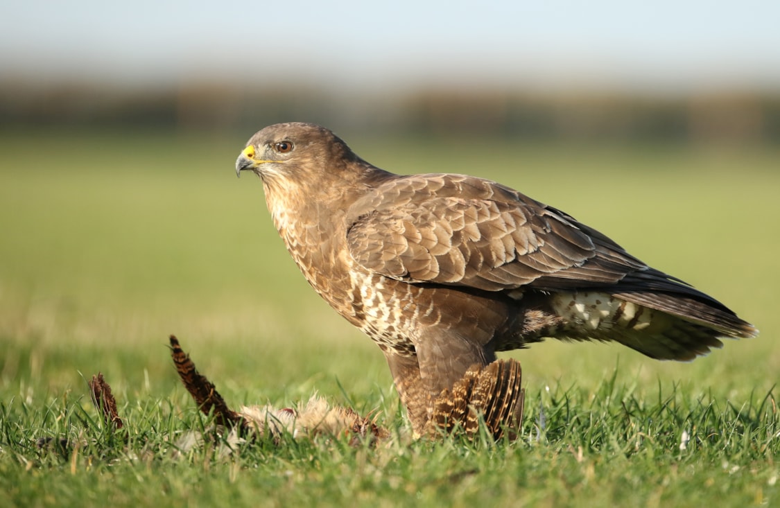Common Buzzard by Jon Mercer BirdGuides