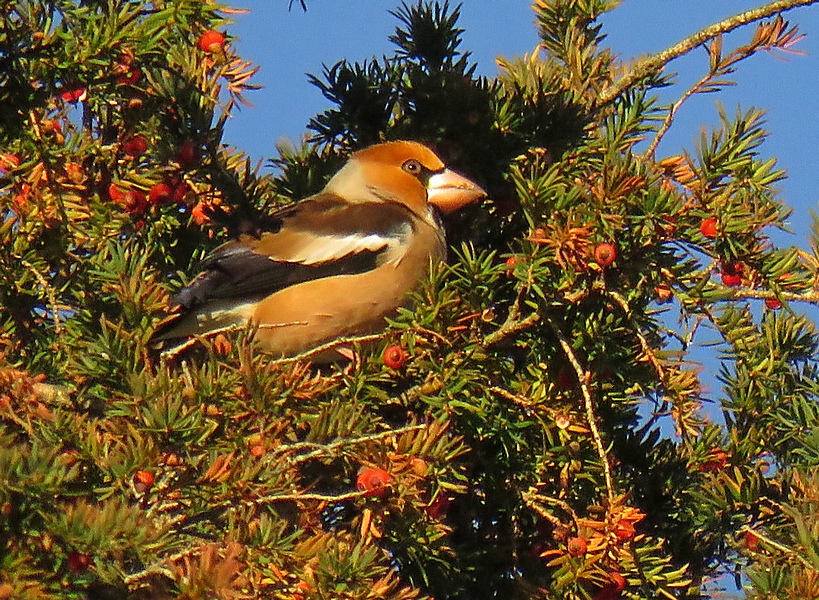 Lytchett Matravers Birdwatching Site BirdGuides