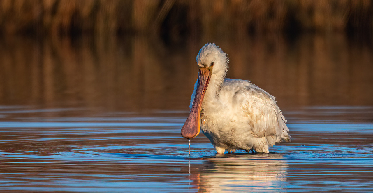 Details : Eurasian Spoonbill - BirdGuides