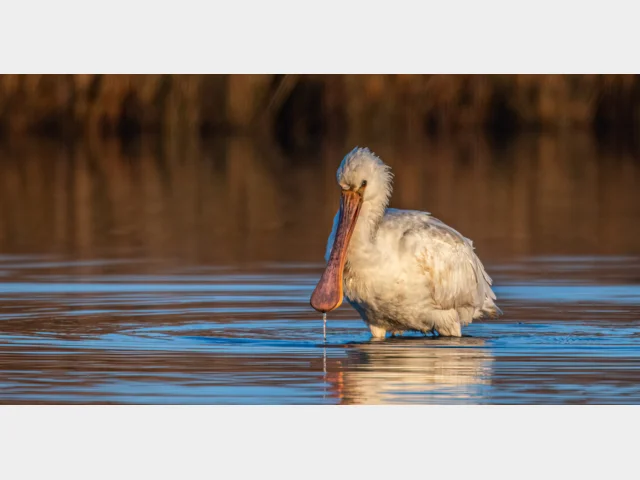 Details : Eurasian Spoonbill - BirdGuides