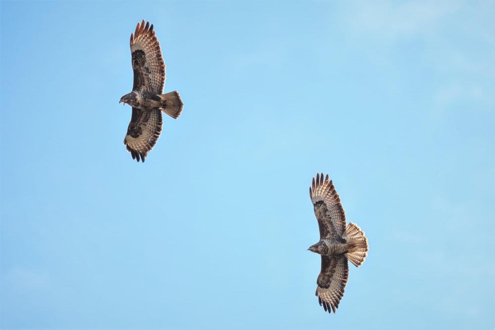 Buzzards shot after lured using live owl decoy BirdGuides
