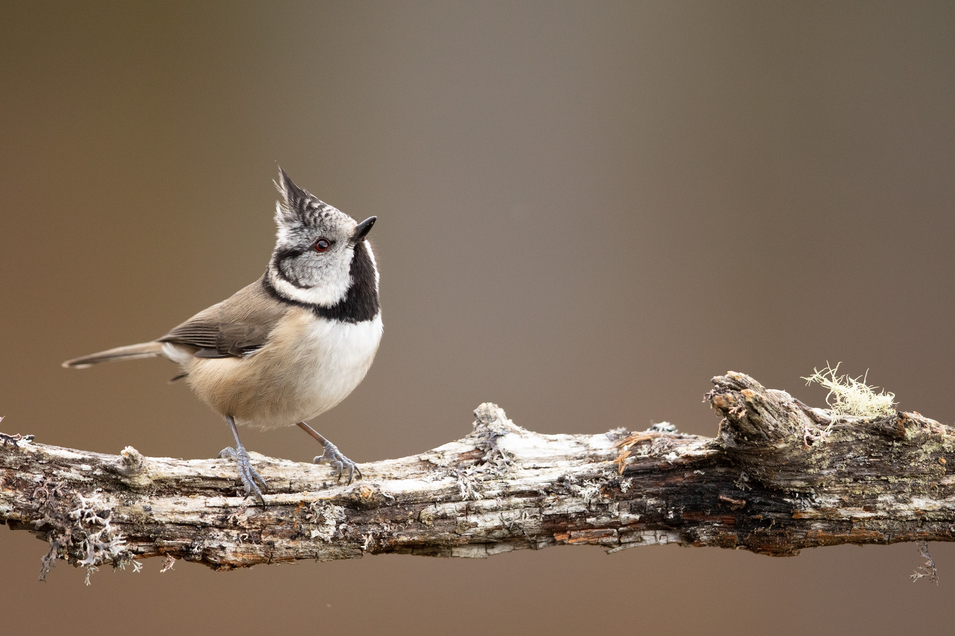 Improvements to protected nature areas in Scotland are stalling, report ...