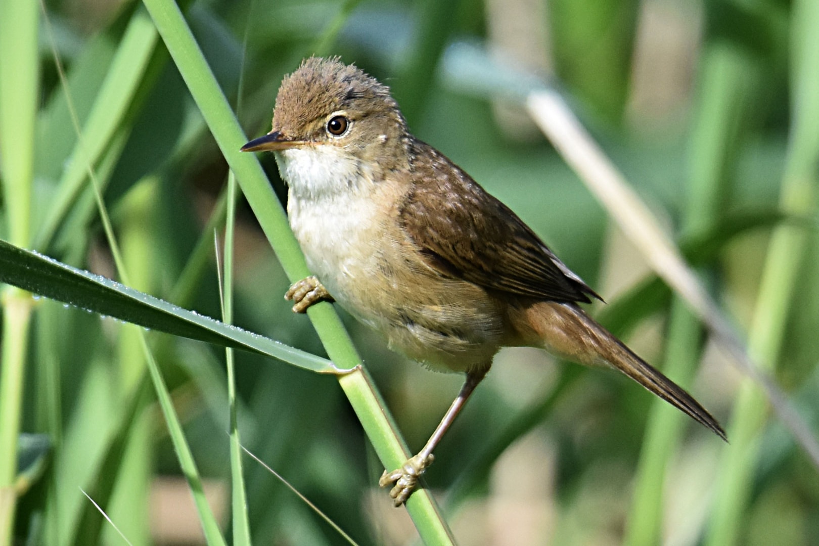 Reed Warbler by Fausto Riccioni BirdGuides