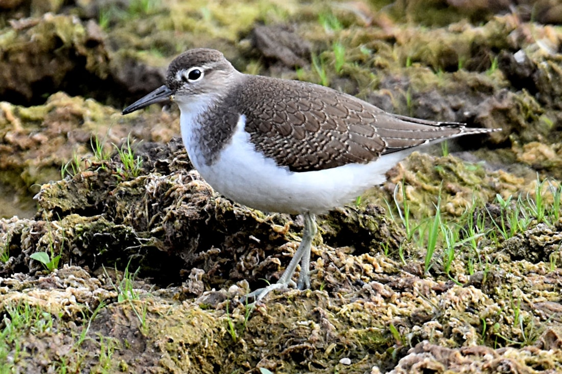 Green Sandpiper by Fausto Riccioni BirdGuides