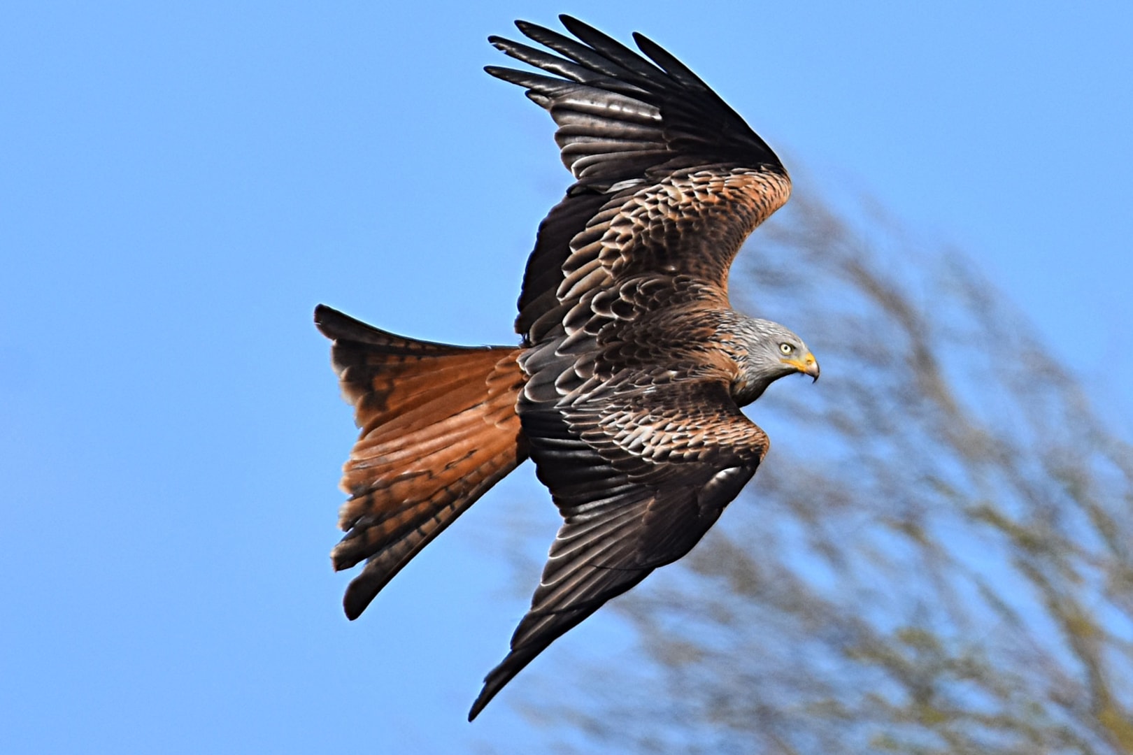 Red Kite by Fausto Riccioni BirdGuides