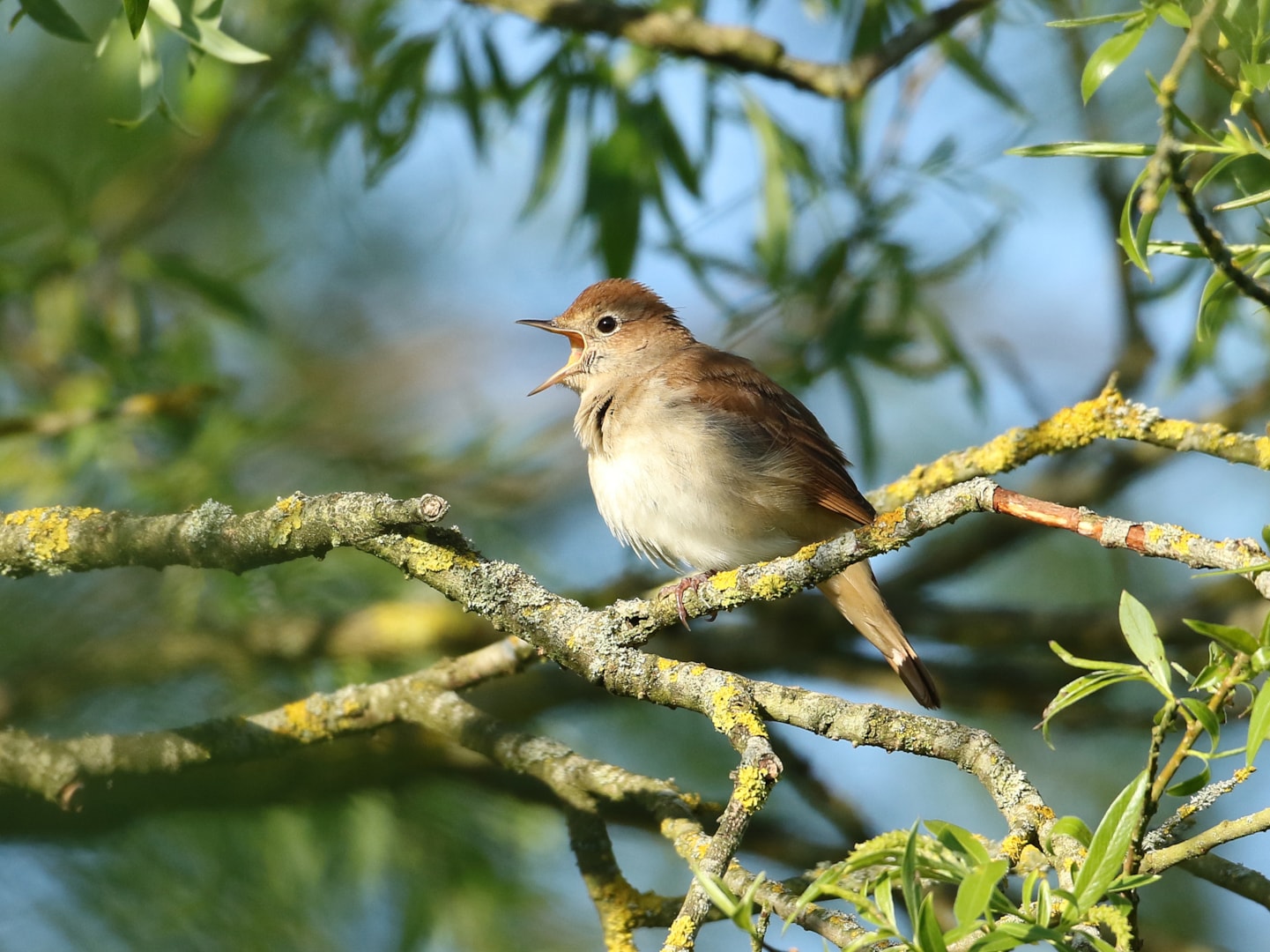 Common Nightingale by Jon Mercer BirdGuides
