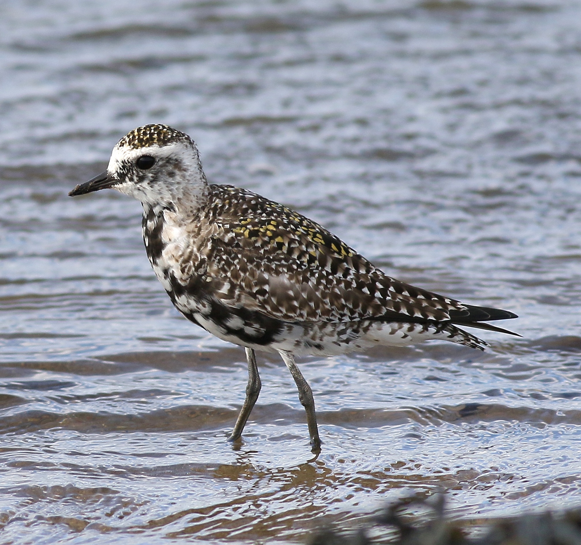 American Golden Plover by David Dack - BirdGuides