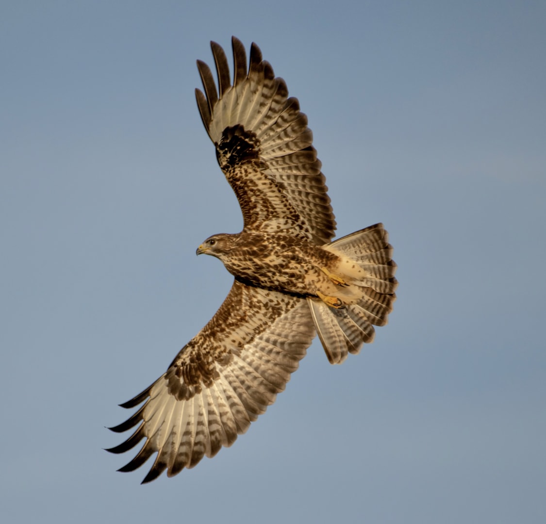 Common Buzzard by Thomas Broxup BirdGuides