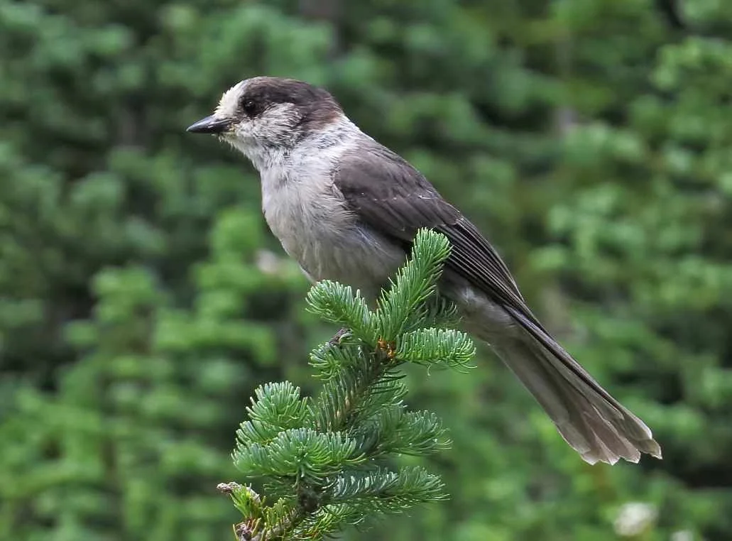 Details : Perisoreus - BirdGuides