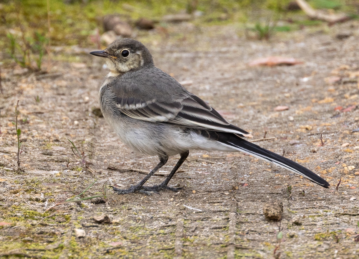 pied-wagtail-by-steve-cribbin-birdguides