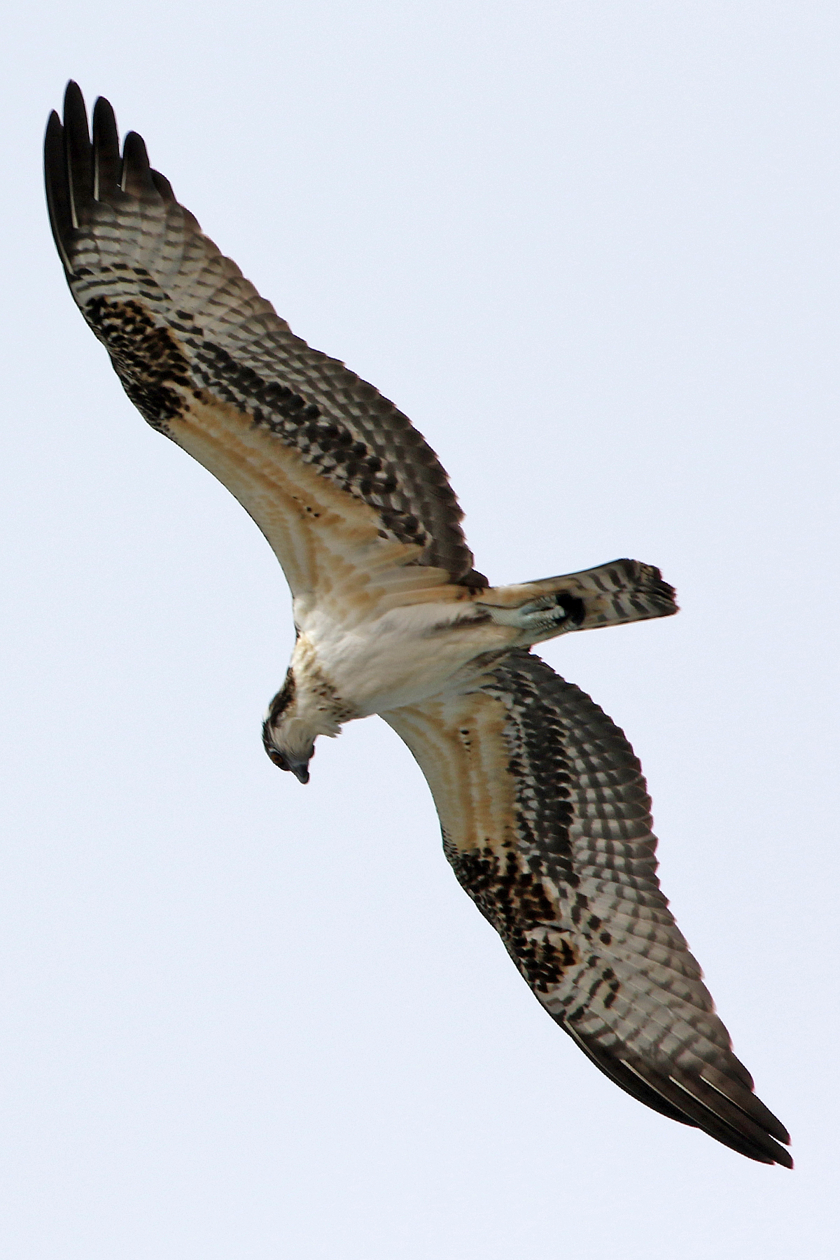 Details American Osprey BirdGuides