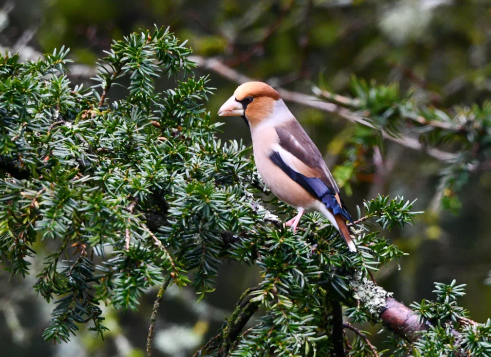 Hawfinch Rspb Hawfinch by Roy Shilham - BirdGuides