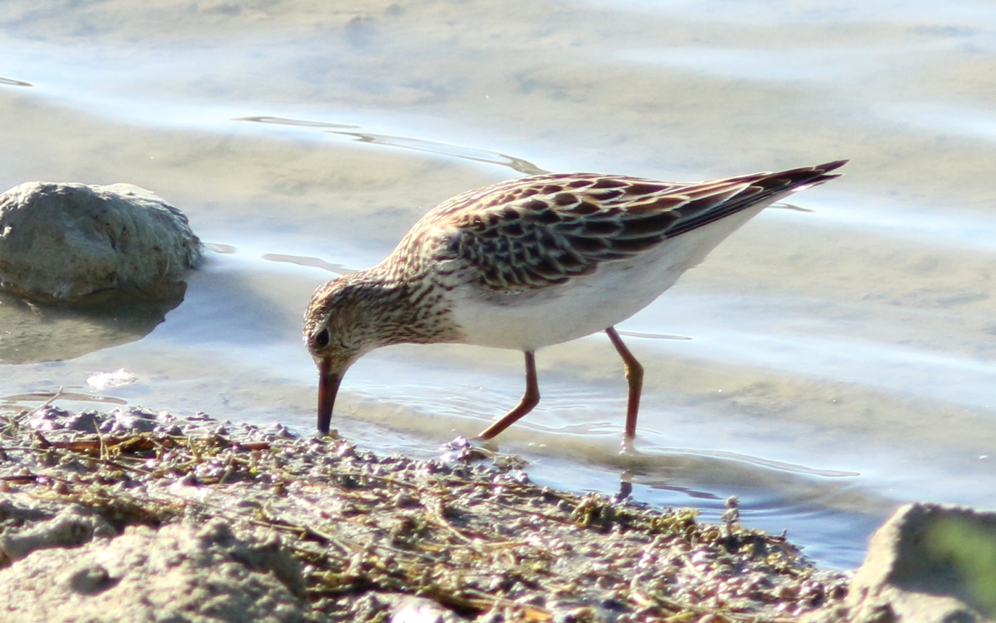 Pectoral Sandpiper by Stephen Dutton - BirdGuides