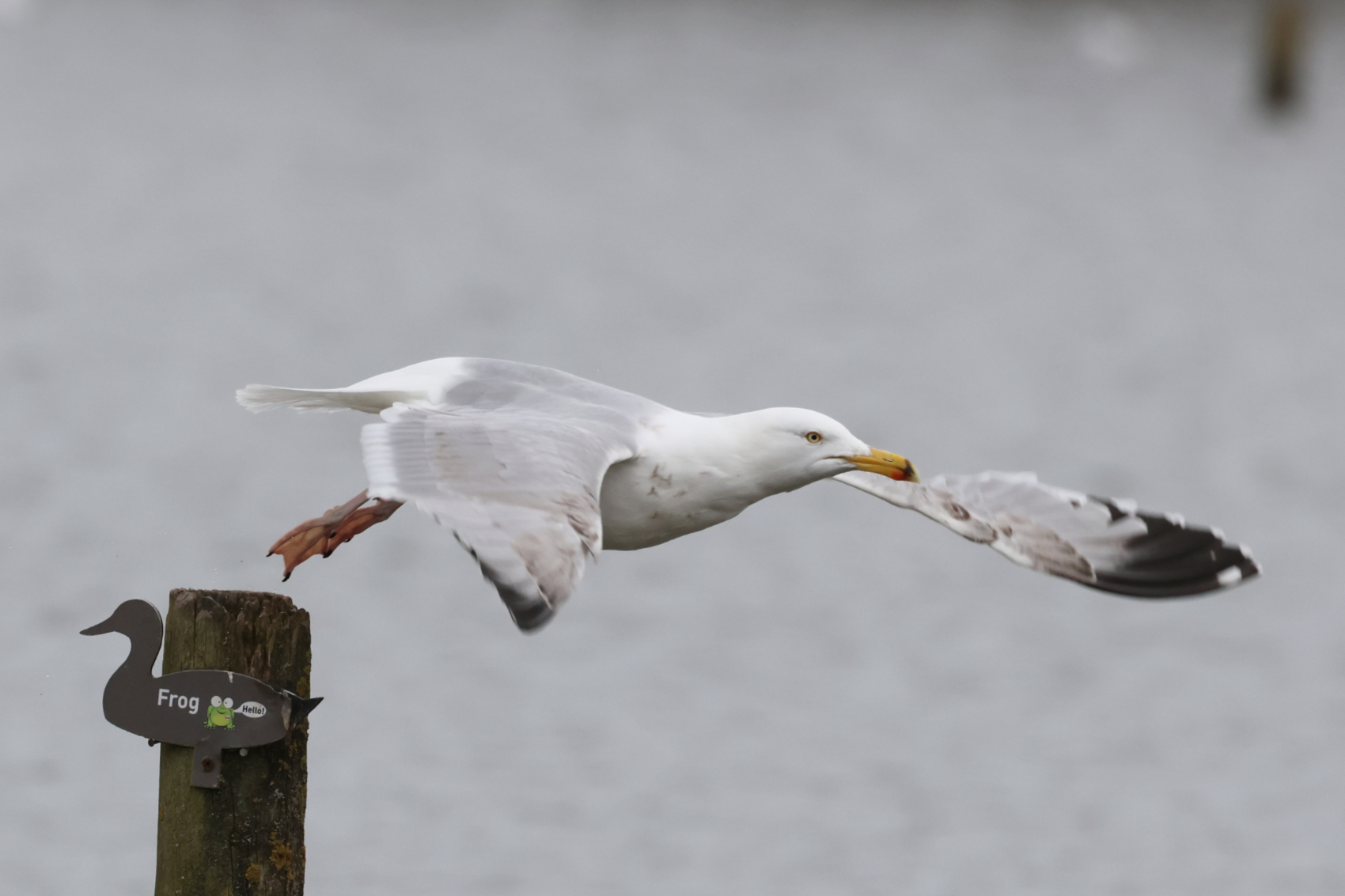 Man filmed dragging gull with rope BirdGuides