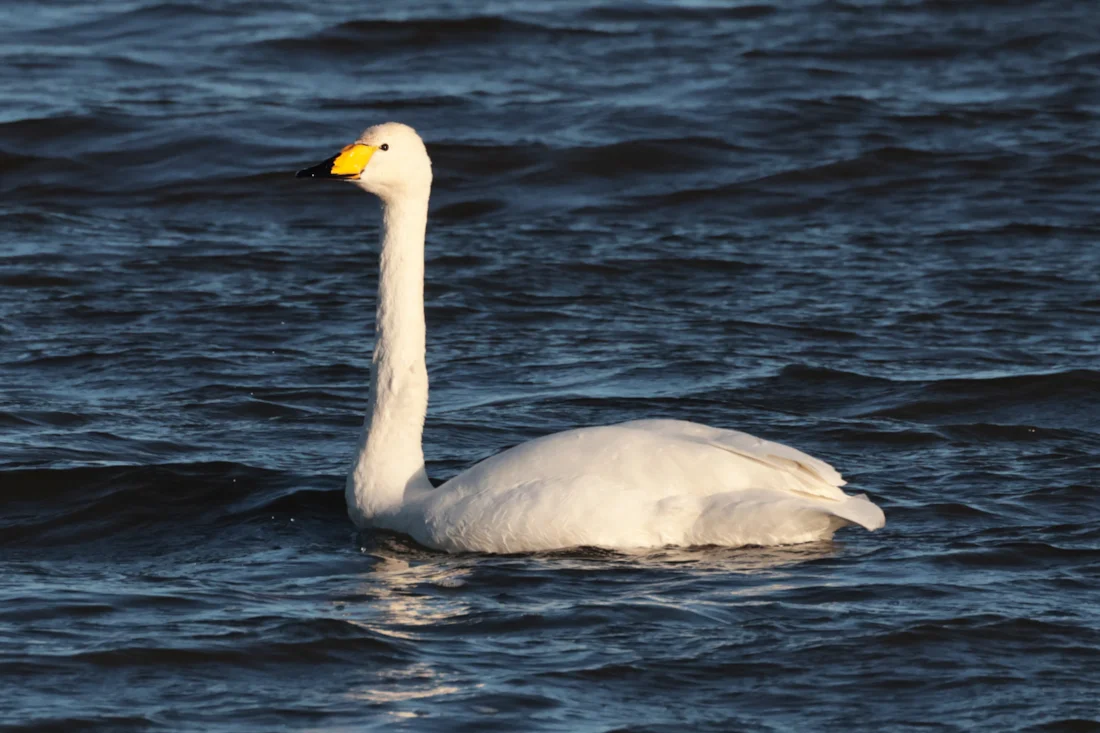 Whooper Swan by Chris Teague - BirdGuides