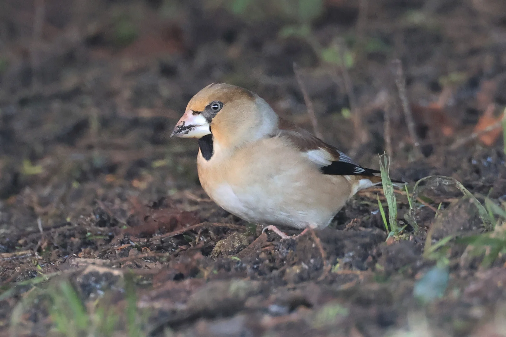 Hawfinch Rspb Hawfinch by Chris Teague - BirdGuides