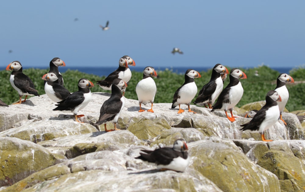 Farne Islands boat trip operators worry for future - BirdGuides