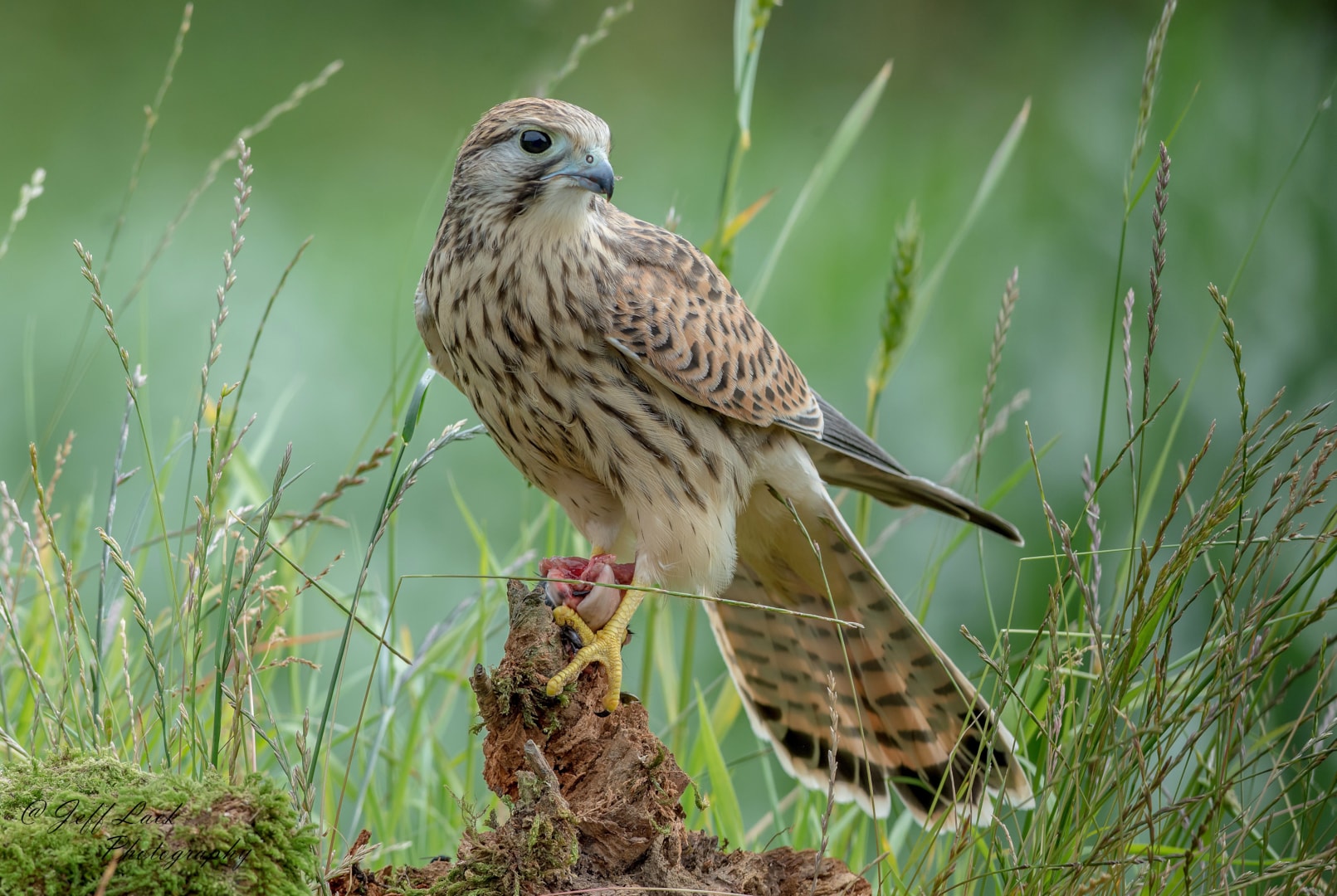 Common Kestrel by Jeff Lack - BirdGuides