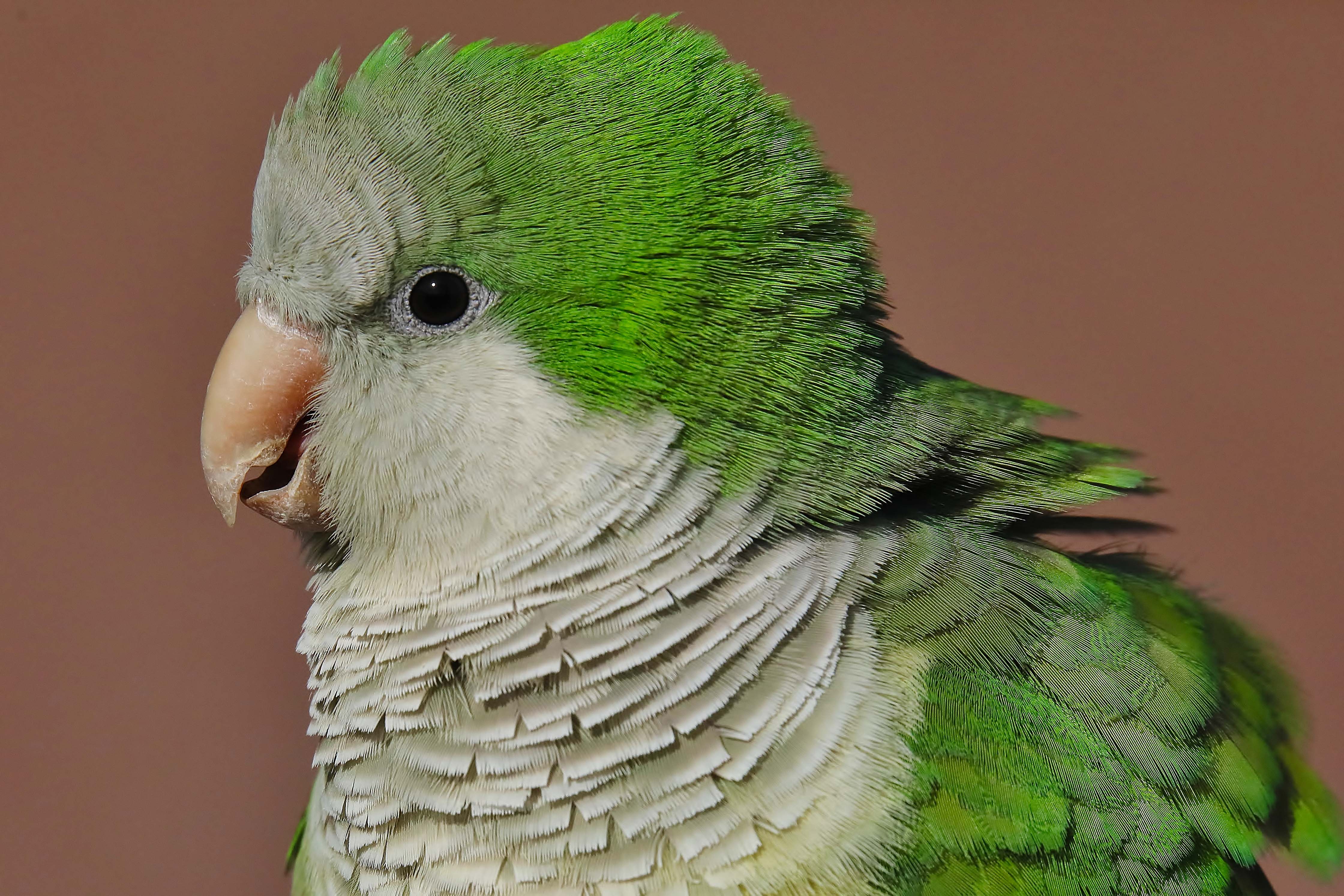 Details Monk Parakeet BirdGuides
