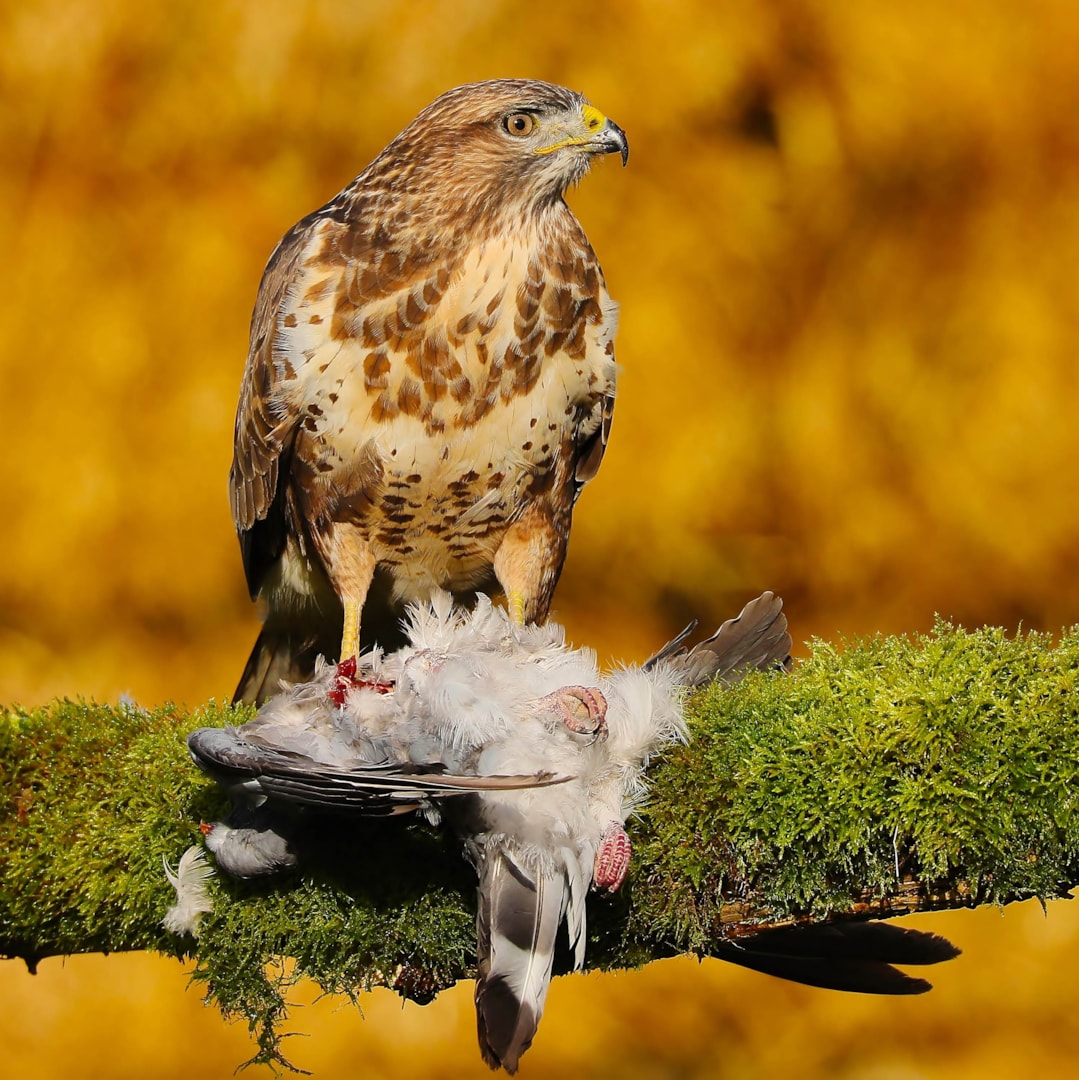 Common Buzzard by Clive Daelman - BirdGuides Buteo Buteo