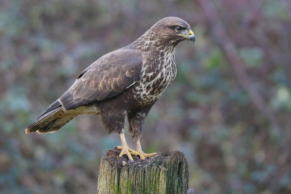 Common Buzzard by Clive Daelman BirdGuides
