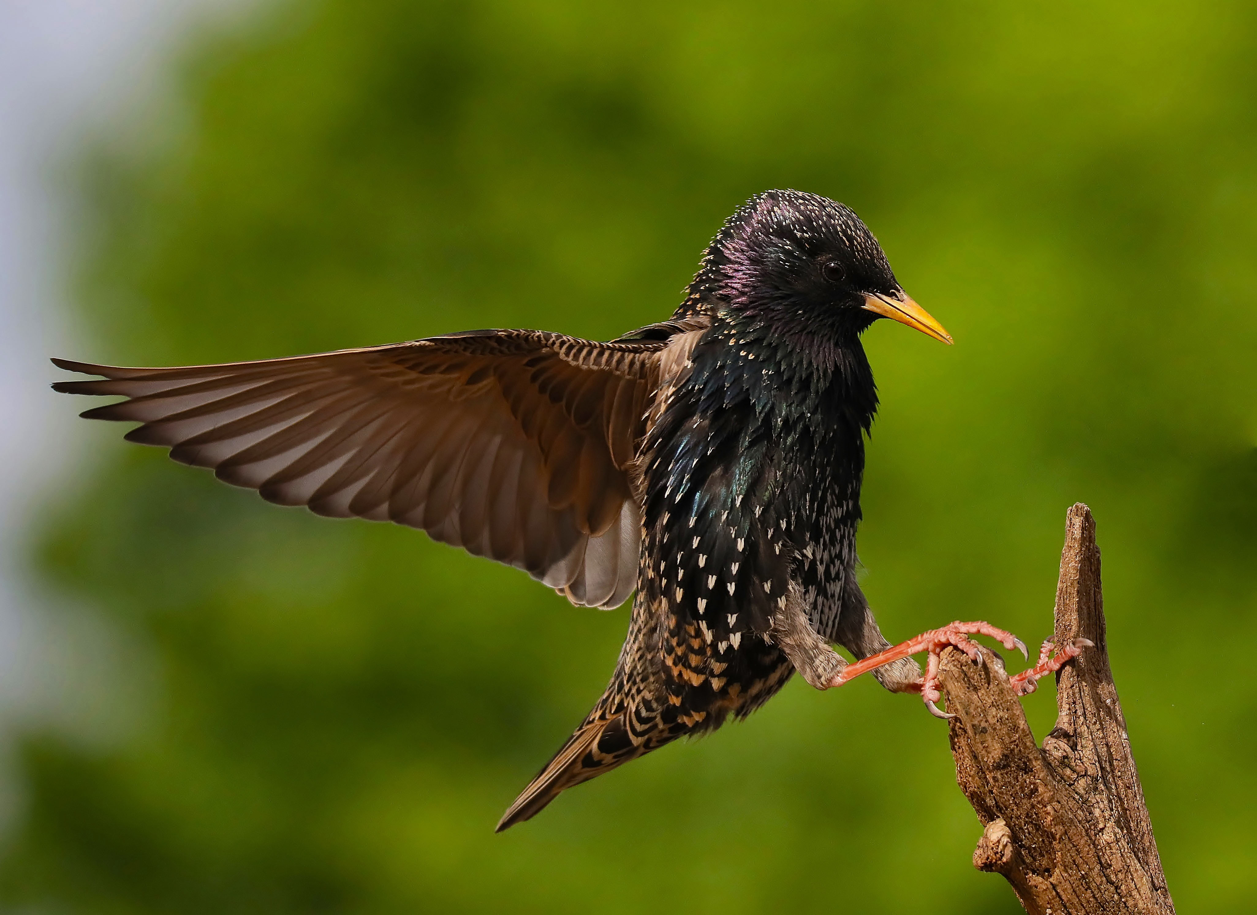 Details : Common Starling - BirdGuides