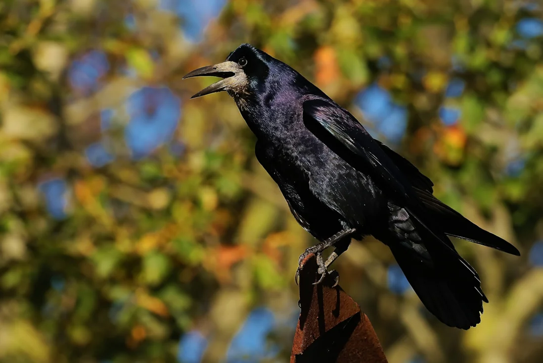 Rook by Clive Daelman - BirdGuides