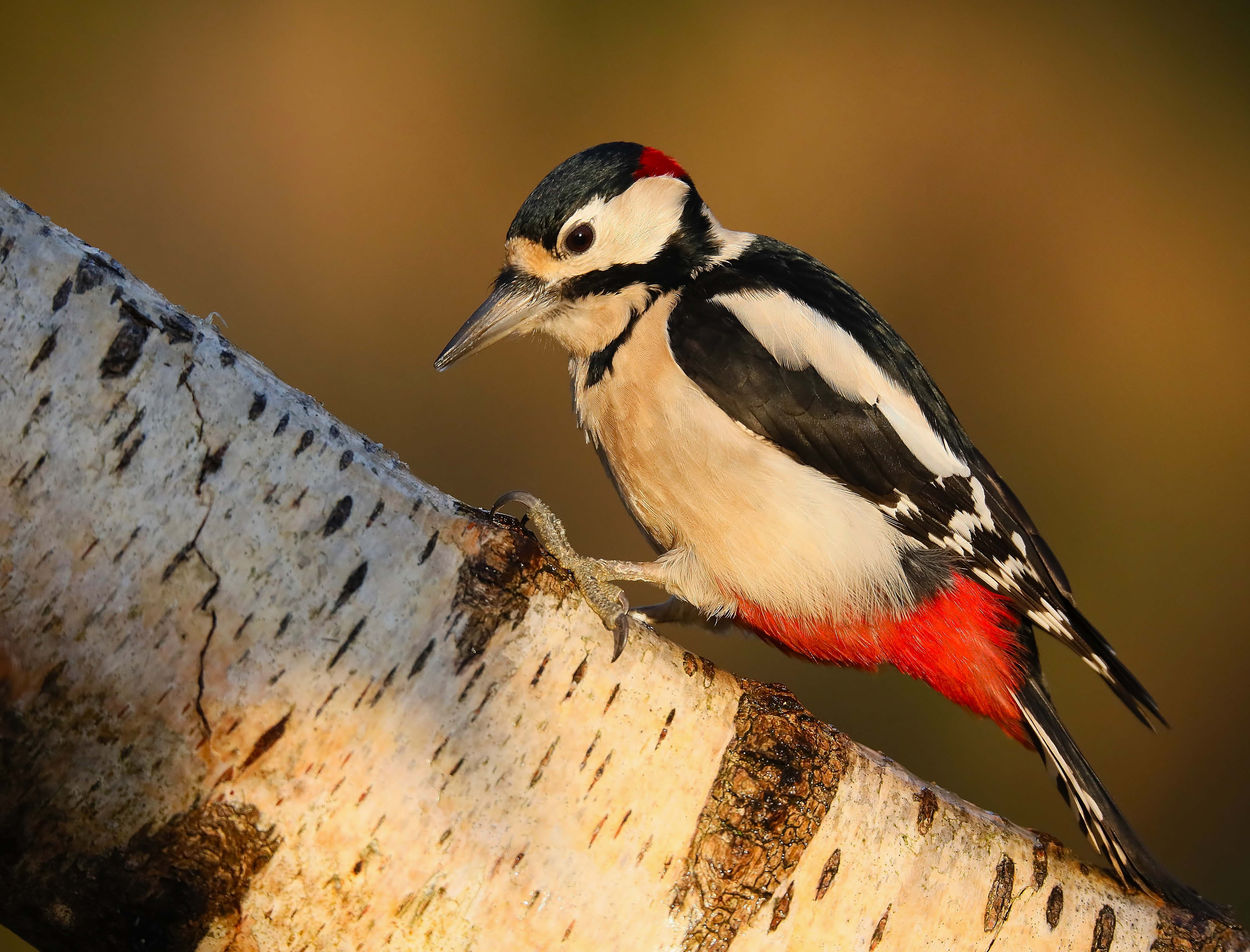 Woodpecker-in-Distress Amber Predator Call 