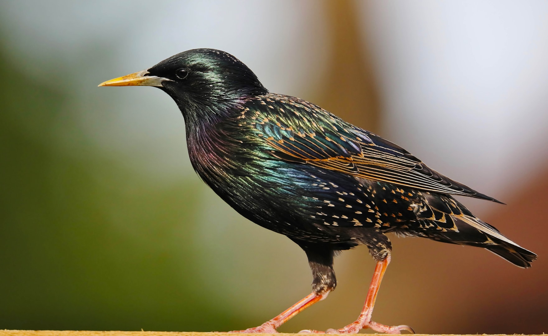 Common Starling by Clive Daelman - BirdGuides