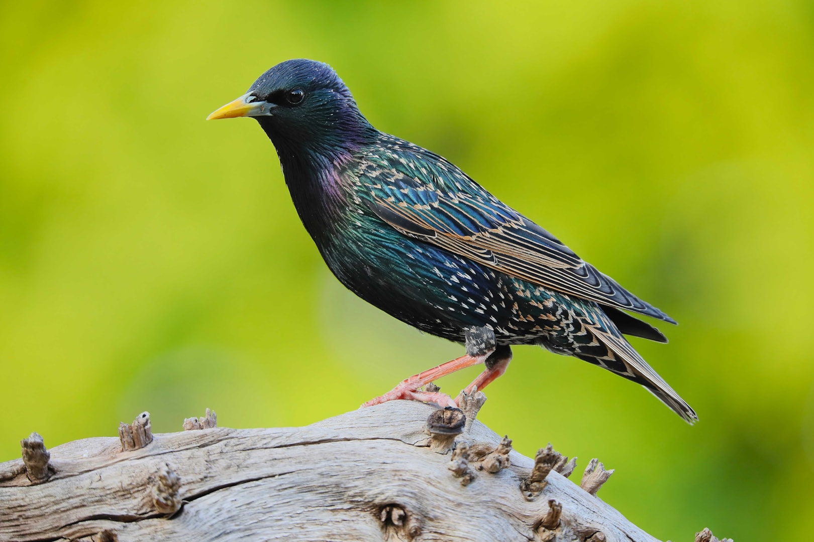 Common Starling By Clive Daelman BirdGuides common-starling-by-clive-daelman-birdguides