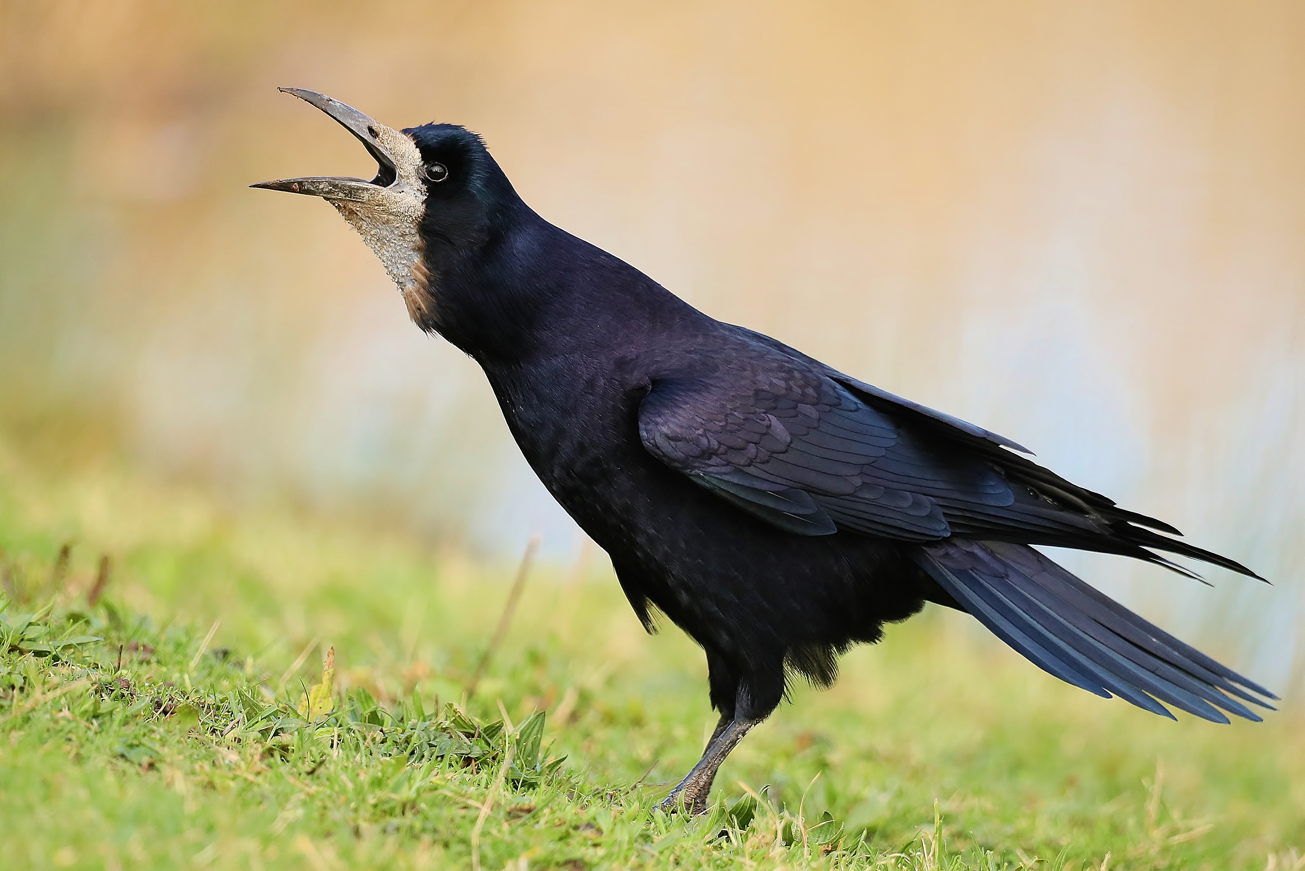 Rook by Clive Daelman - BirdGuides