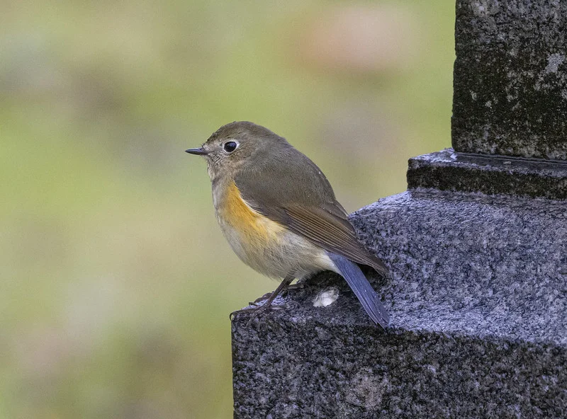 Birds - - Red-flanked Bluetail(Tarsiger cyanurus) - Photo by