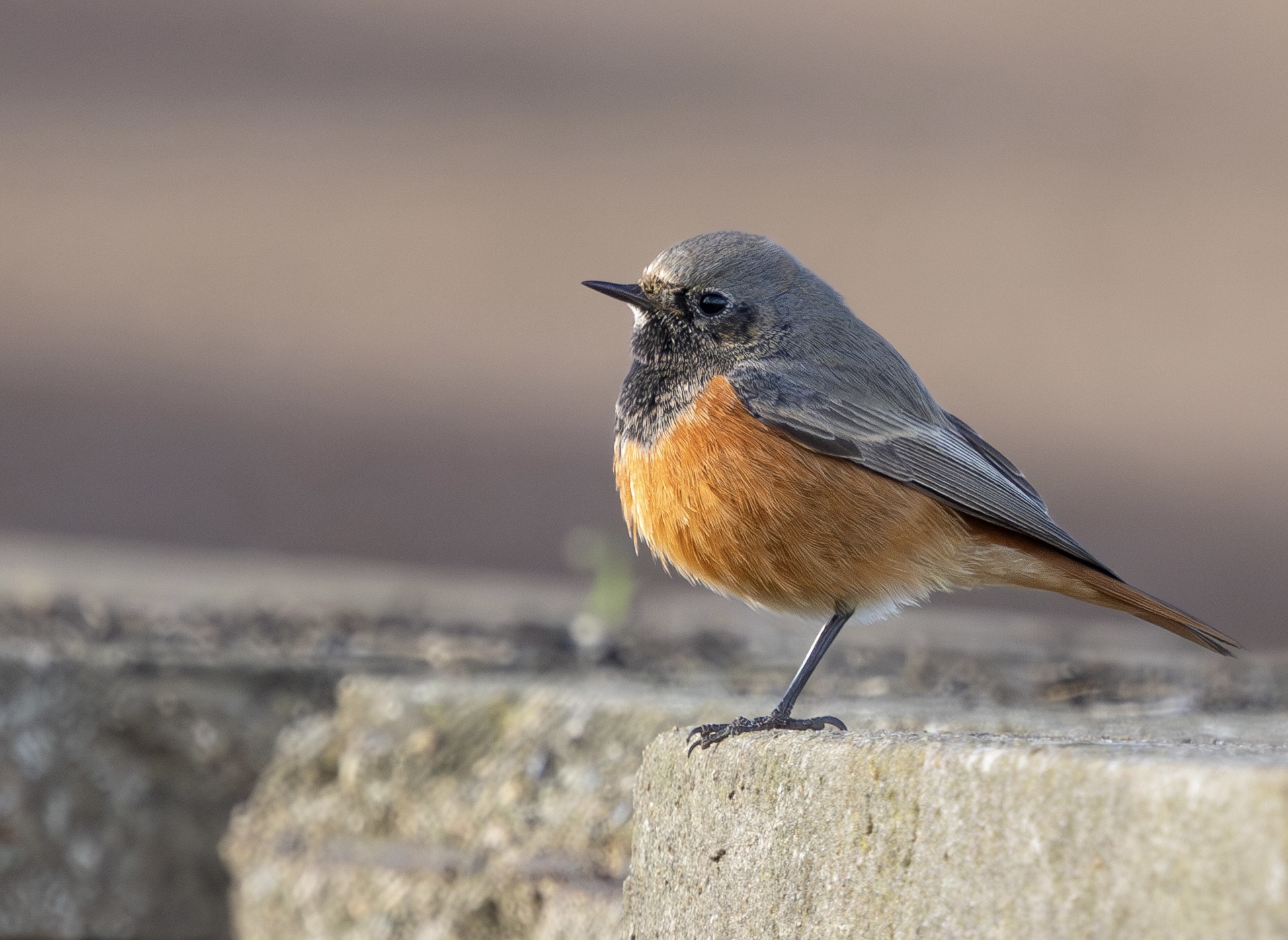 Eastern Black Redstart by Paul Gibbs - BirdGuides