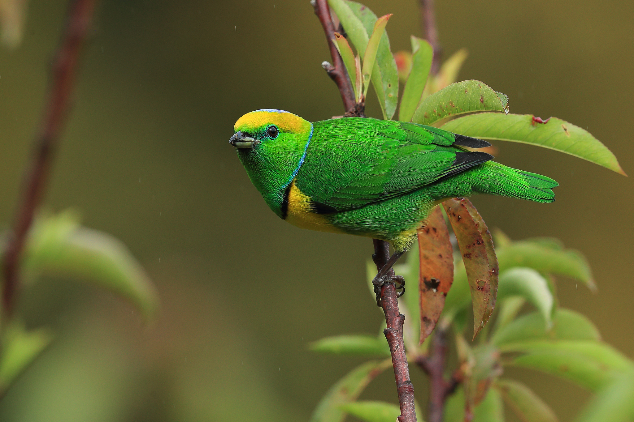 Details : Golden-browed Chlorophonia - BirdGuides