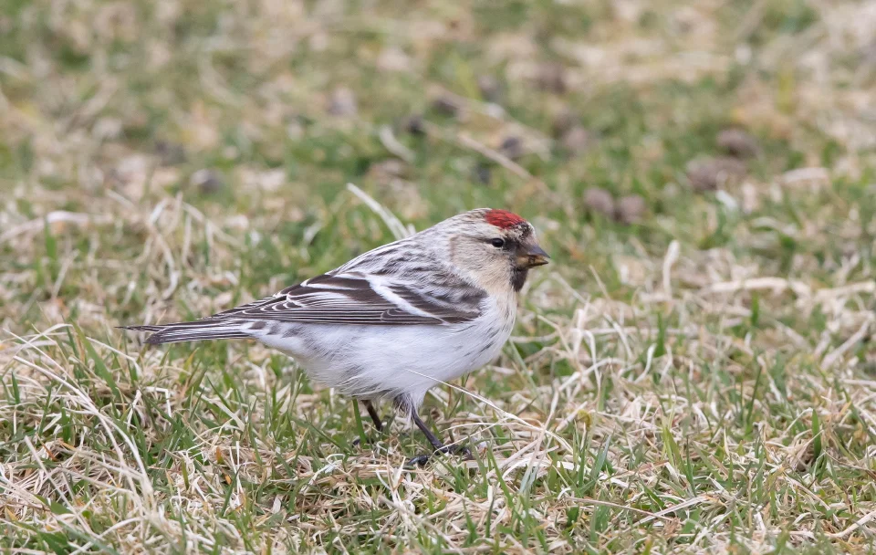 Red Poll Range Redpolls to become one species - BirdGuides