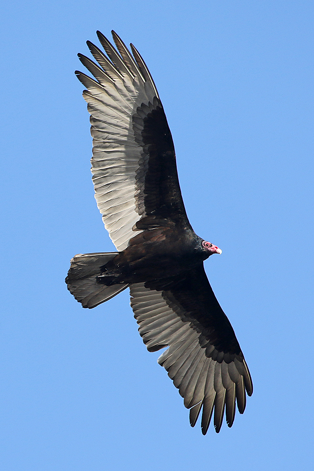Details Turkey Vulture BirdGuides