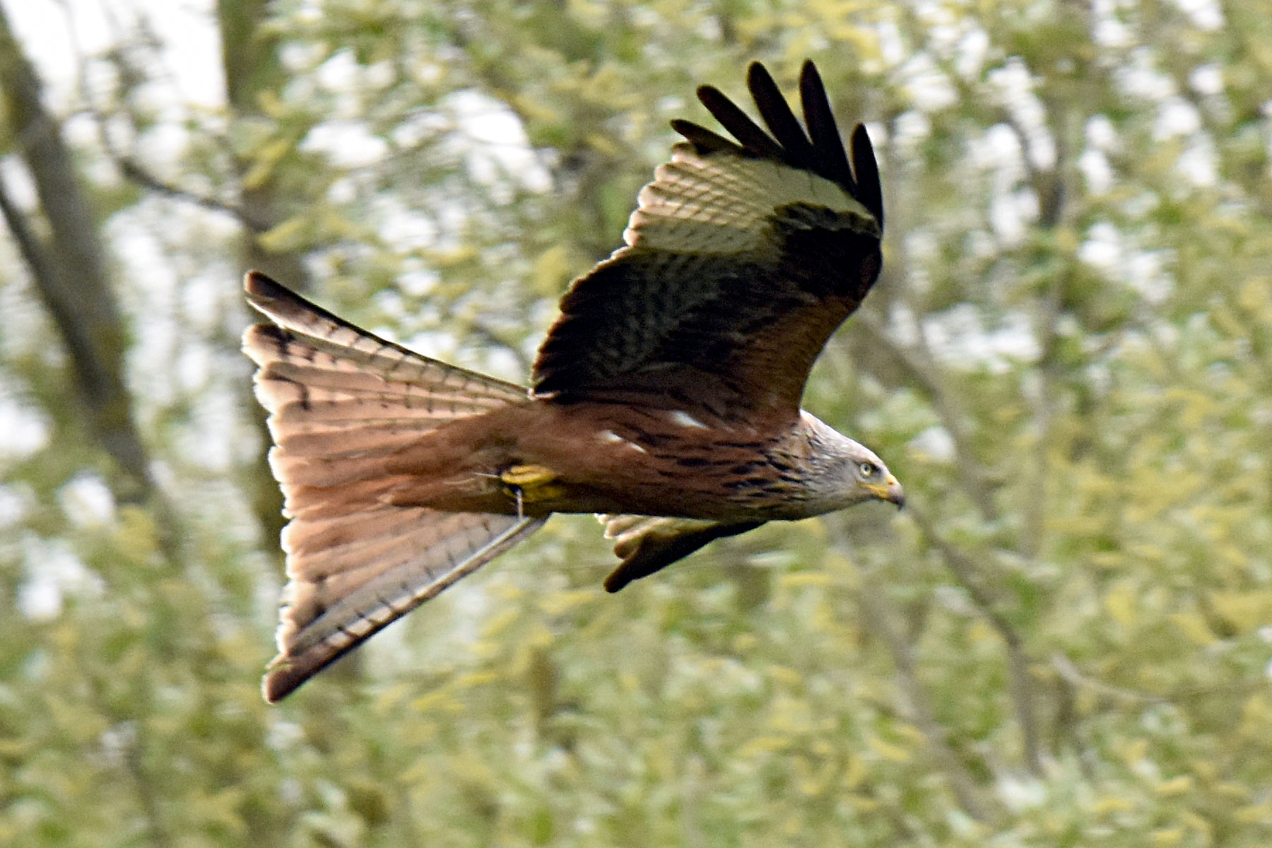 the red kite the red kite