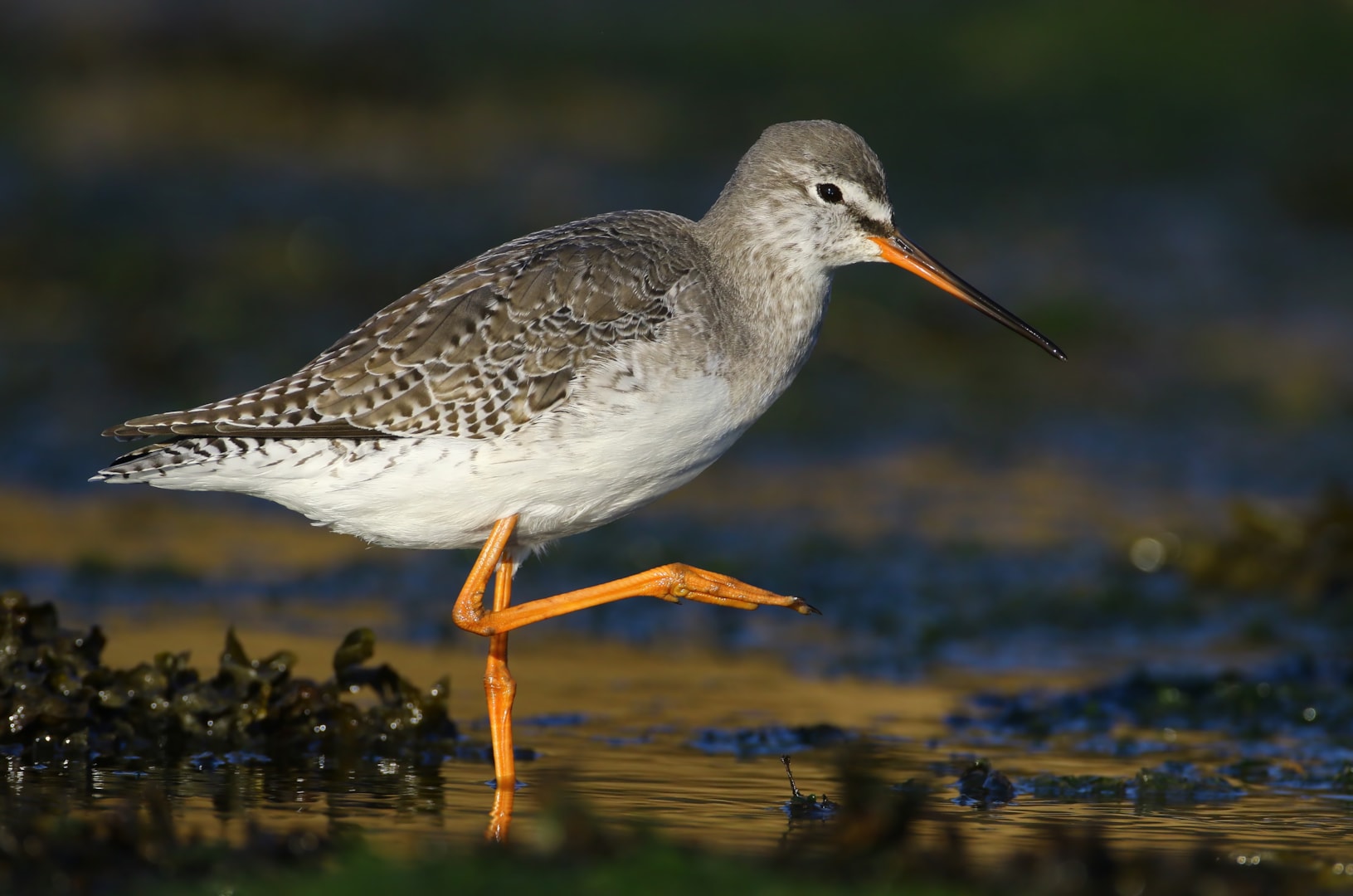 Spotted Redshank by Lee Fuller BirdGuides