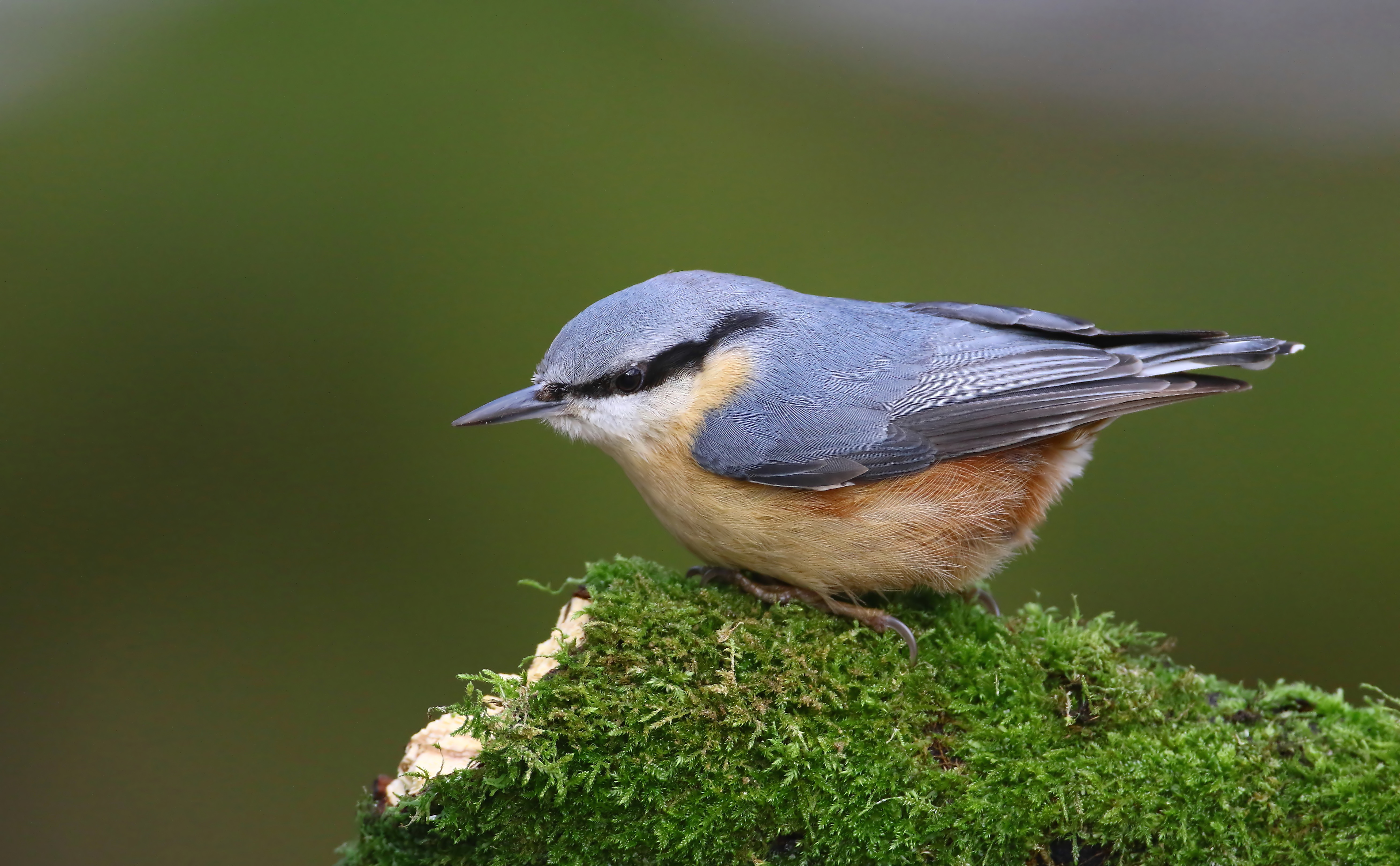 Details Eurasian Nuthatch BirdGuides