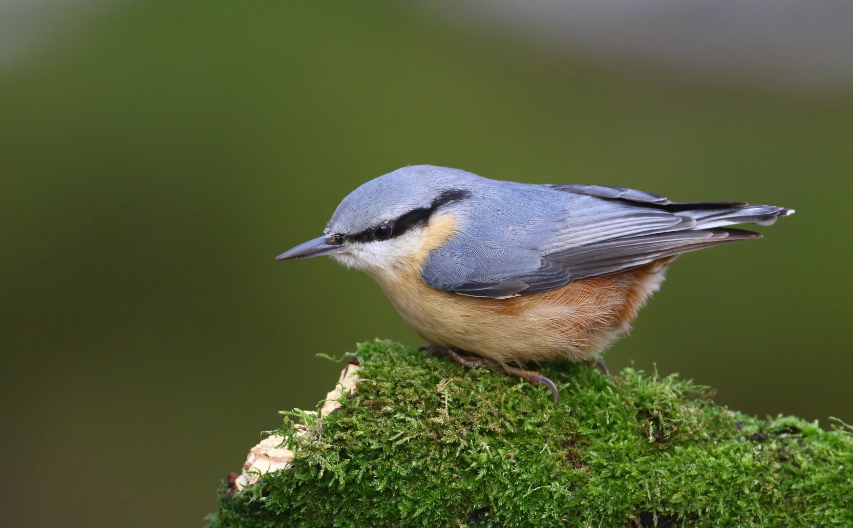 Eurasian Nuthatch by Lee Fuller BirdGuides