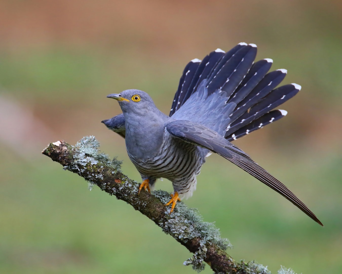 Common Cuckoo by Lee Fuller BirdGuides