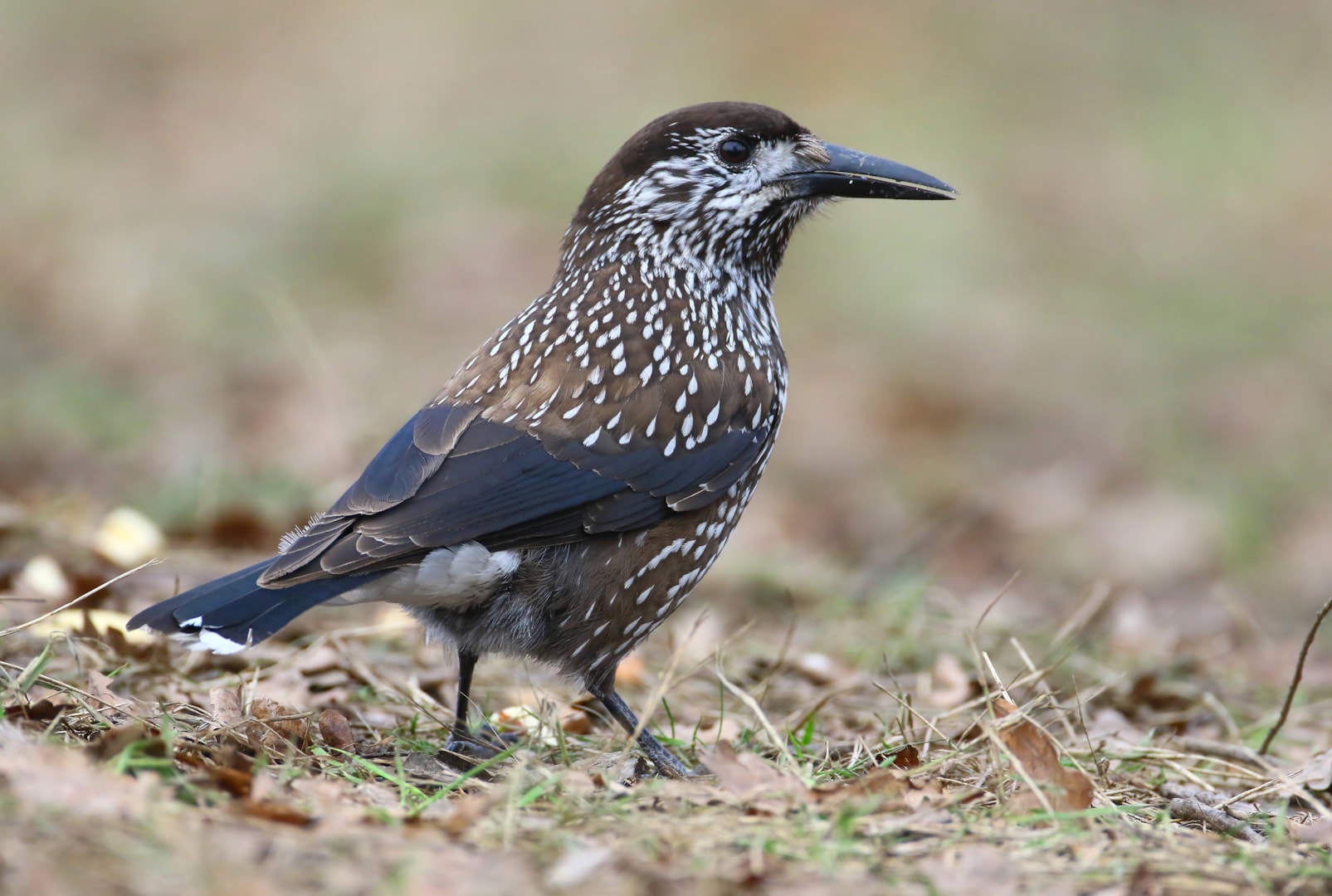 Nutcracker by Lee Fuller BirdGuides