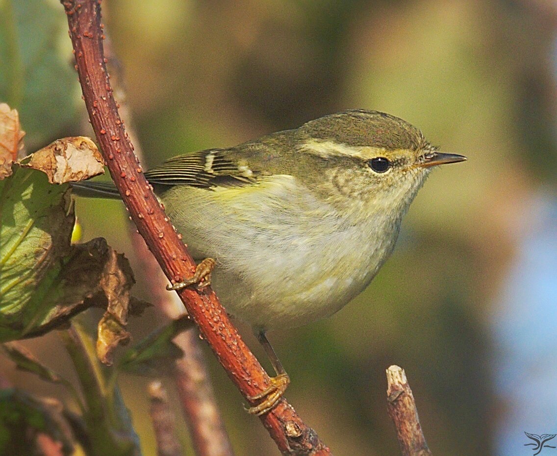 Yellowbrowed Warbler by Ron Macdonald BirdGuides