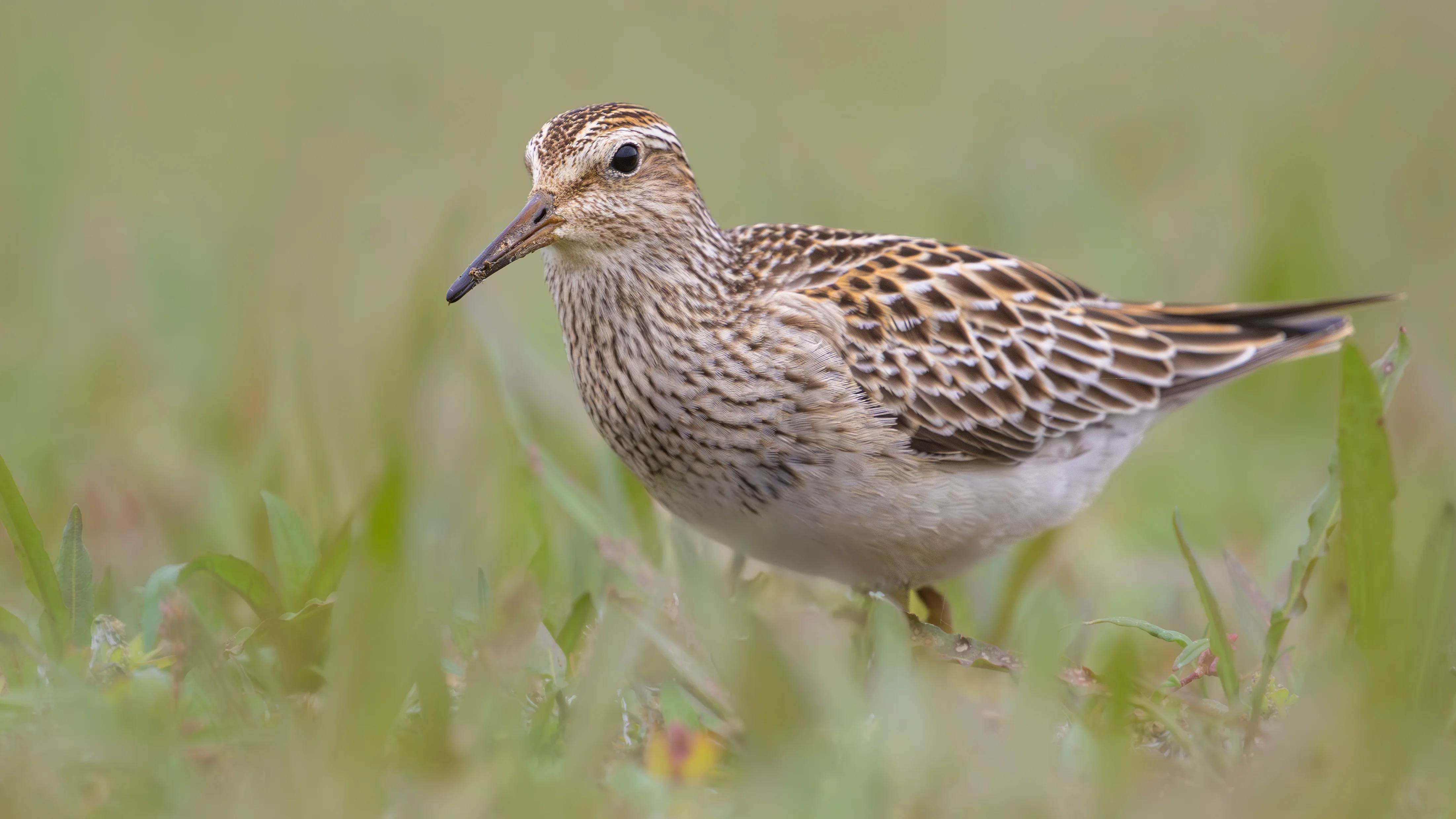 Details : Pectoral Sandpiper